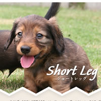 ドイツダックスフンド専門犬舎　ショートレッグ